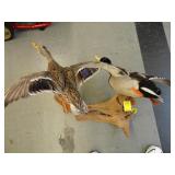 Hen and drake with purple wings, mounted on
