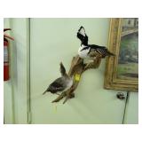 Duck mount on driftwood of two ducks