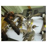 Two brown headed ducks mounted on driftwood