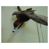Single duck mounted on driftwood