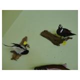 Lot of two small duck trophies on driftwood