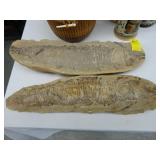 Large fossil of a fish