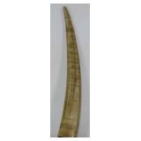 Scrimshawed Walrus Tusk