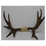 Moose Antlers