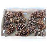 Tray Lot Pine Cones