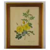 Framed Botanical Print