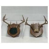Mounted Antlers