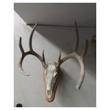 Whitetail Deer Skull Mount