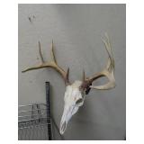 Whitetail Deer Skull Mount