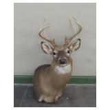 Whitetail Deer Shoulder Mount