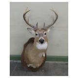 Whitetail Deer Shoulder Mount