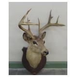 Whitetail Deer Shoulder Mount