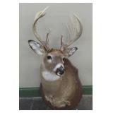 Whitetail Deer Shoulder Mount