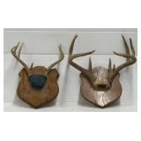 Mounted Antlers