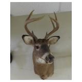 Whitetail Deer Shoulder Mount