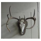 Whitetail Deer Skull Mount