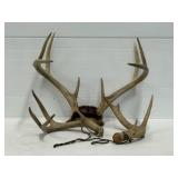 Deer Antlers and Horns
