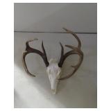 Whitetail Deer Skull Mount