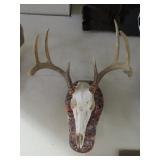 Whitetail Deer Skull Mount