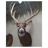 Whitetail Deer Shoulder Mount
