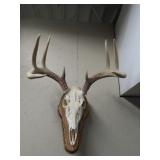 Whitetail Deer Skull Mount