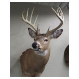 Whitetail Deer Shoulder Mount