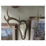 Whitetail Deer Skull Mount