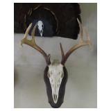 Whitetail Deer Skull Mount