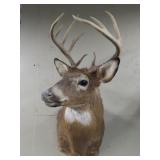 Whitetail Deer Shoulder Mount