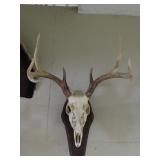 Whitetail Deer Skull Mount