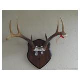 Whitetail Deer Antler Mount