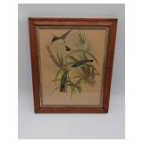Framed Hummingbird Print