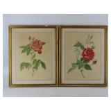 Framed Botanical Rose Prints