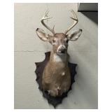 Whitetail Deer Shoulder Mount