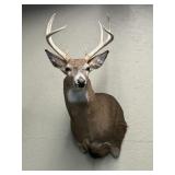 Whitetail Deer Shoulder Mount