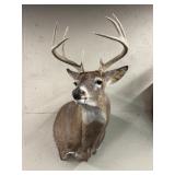 Whitetail Deer Shoulder Mount
