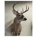 Whitetail Deer Shoulder Mount