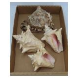 Conch Shells