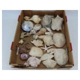 Seashell, Starfish & Sand Dollar Collection