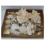 Seashell, Pufferfish & Seahorse Collection