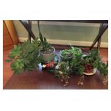 Assorted Potted Houseplants