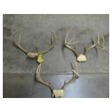 Deer Antler Collection