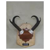 Pronghorn Antelope Horn Mount