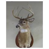 Whitetail Buck Shoulder Mount