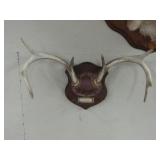 Deer Antler Mount