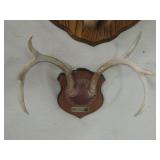 Mule Deer Antler Mount