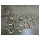 Deer Antler Collection