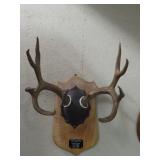 Columbia Blacktail Antler Mount