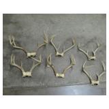 Deer Antler Collection
