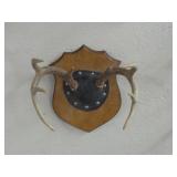 Mounted Deer Antlers